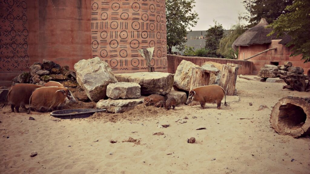 wakacje z dziecmi w belgii park pairi daiza swinia afrykańska pumba