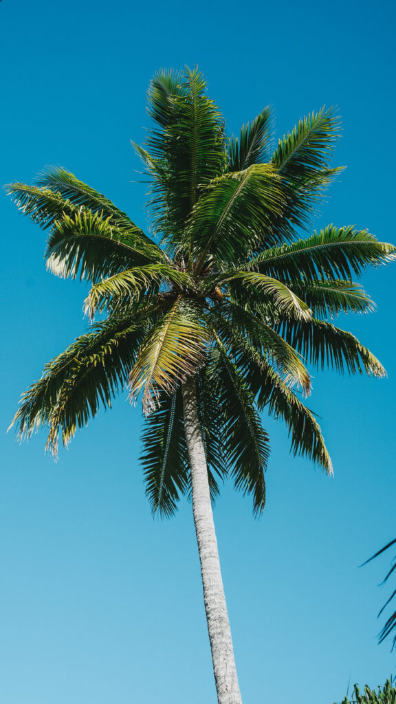 egzotyczna palma