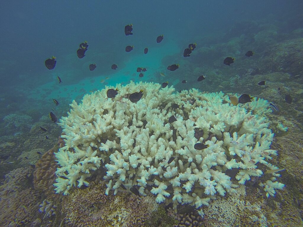 Rafy koralowe w Francuskiej