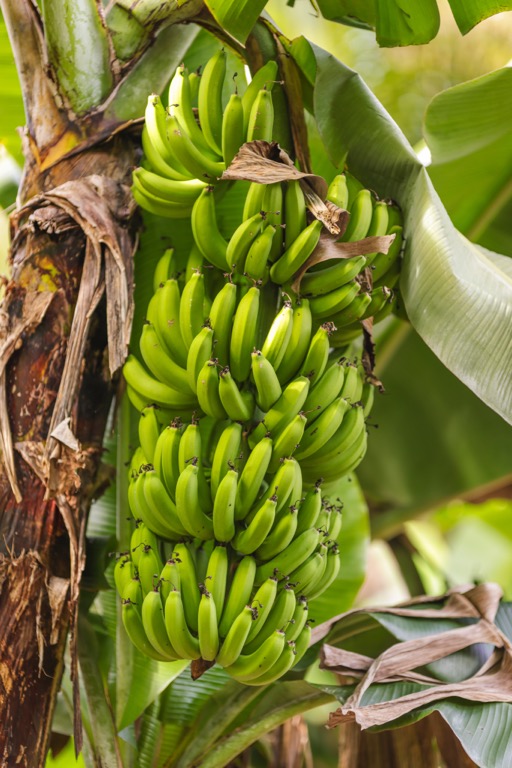 Jak rosn膮 banany