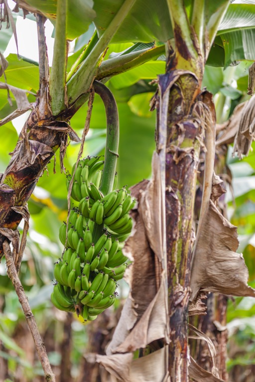 Jak rosną i dojrzewają banany