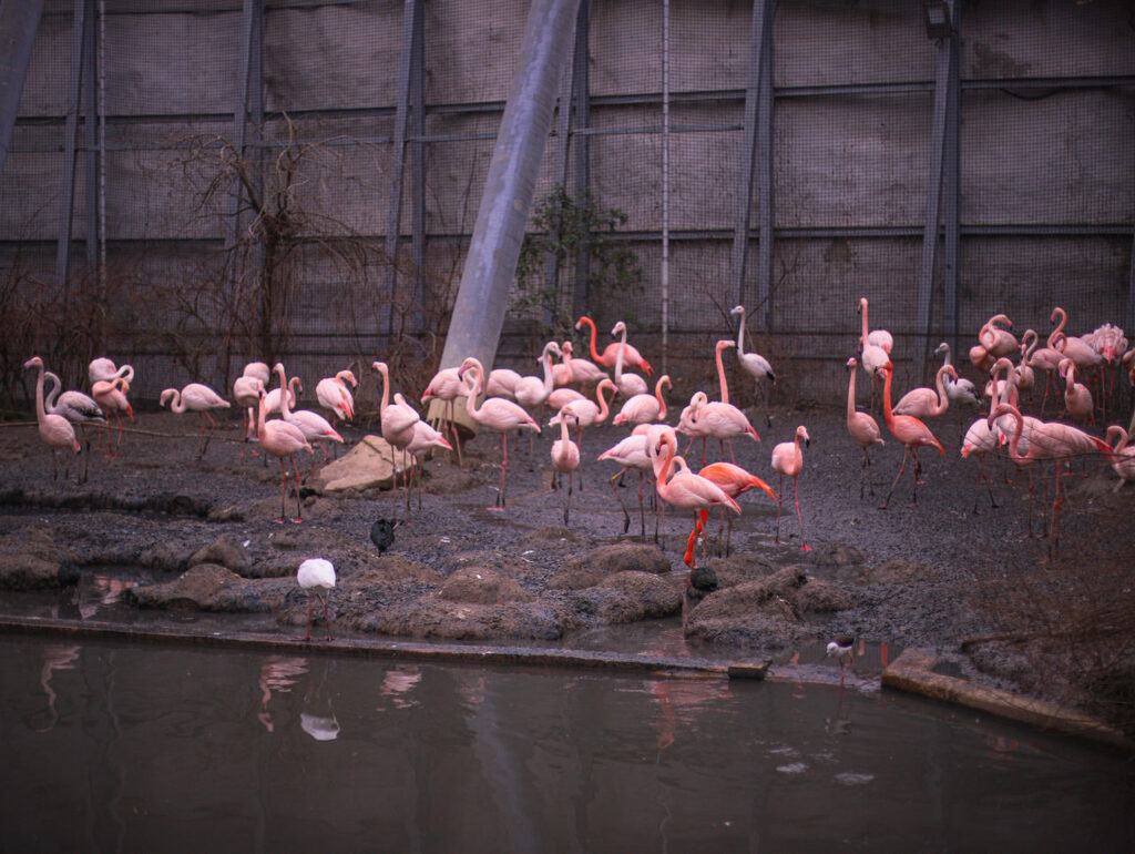 RÃ³Å¼owe flamingi w zoo